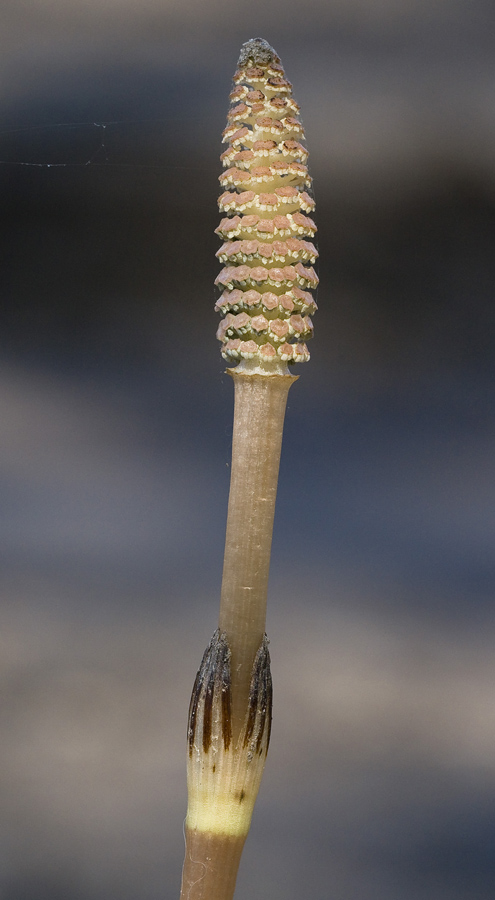 Image of Equisetum arvense specimen.