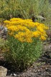 Hypericum scabrum