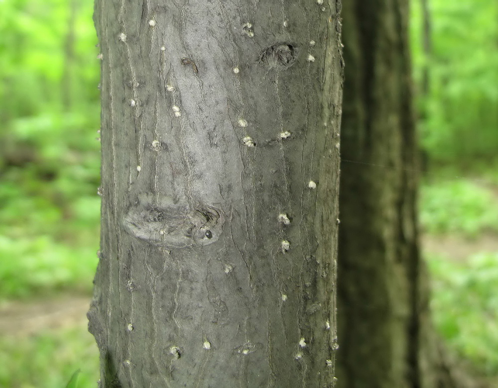 Image of Euonymus maximowiczianus specimen.