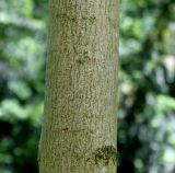 Acer platanoides