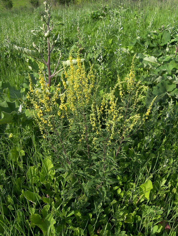 Image of Verbascum marschallianum specimen.