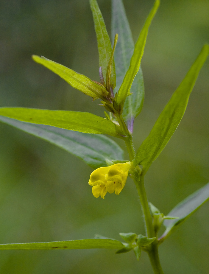 Image of Melampyrum sylvaticum specimen.