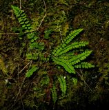 Asplenium subspecies kulumyssiense