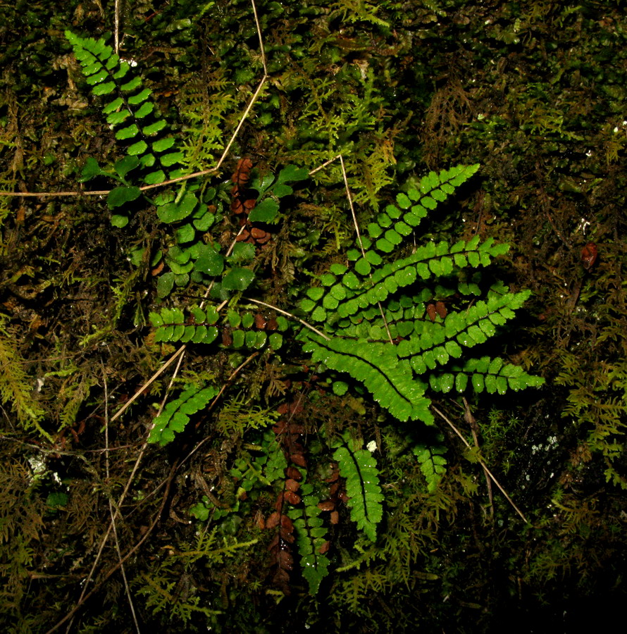 Image of Asplenium trichomanes ssp. kulumyssiense specimen.