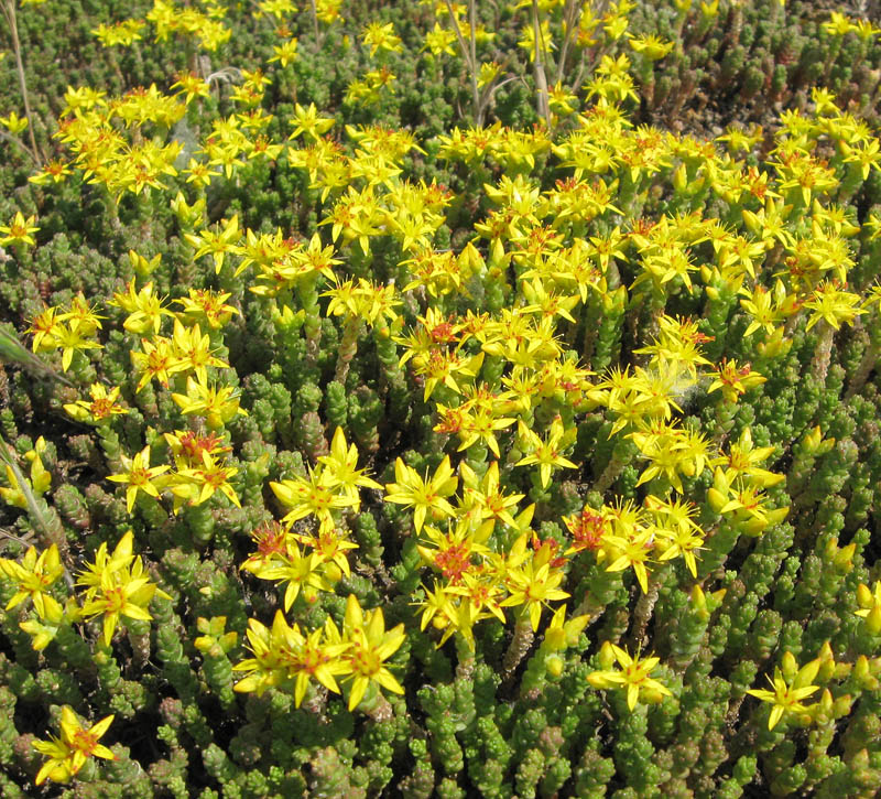 Image of Sedum acre specimen.