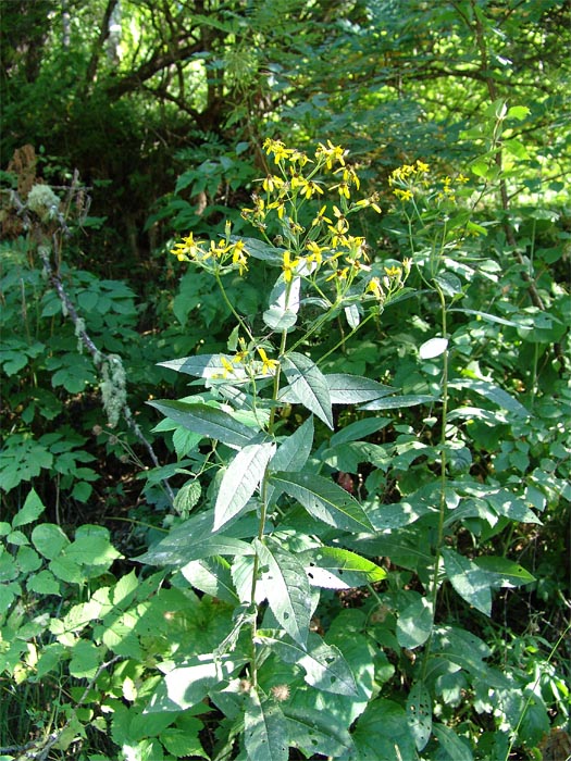 Изображение особи Senecio propinquus.