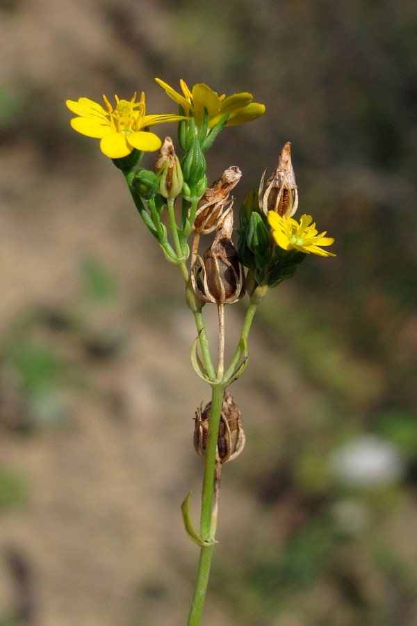 Image of Blackstonia perfoliata specimen.