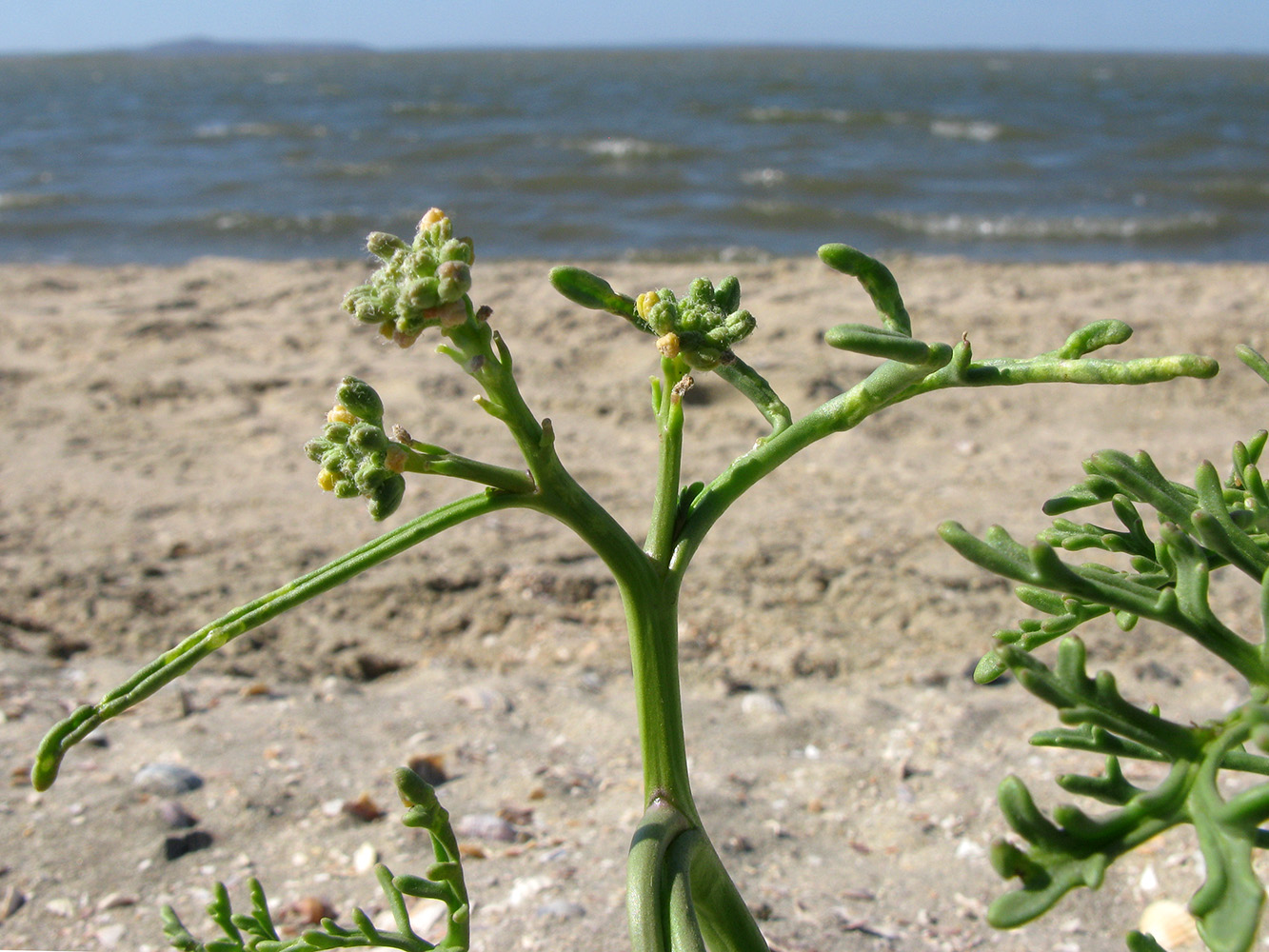 Image of Cakile euxina specimen.