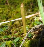 Corallorhiza trifida. Растения в начале вегетации. Костромская обл., Кологривский р-н, заповедник \"Кологривский лес\", осоково-сфагновое болото. 30 мая 2013 г.