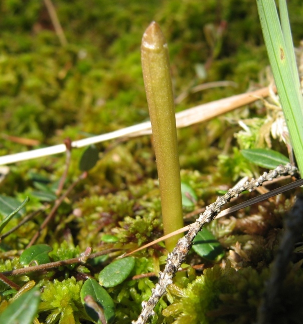 Изображение особи Corallorhiza trifida.