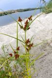 Cyperus glomeratus