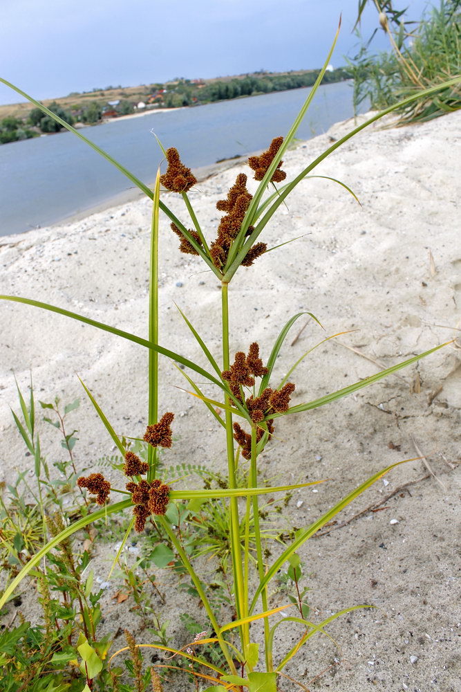 Изображение особи Cyperus glomeratus.