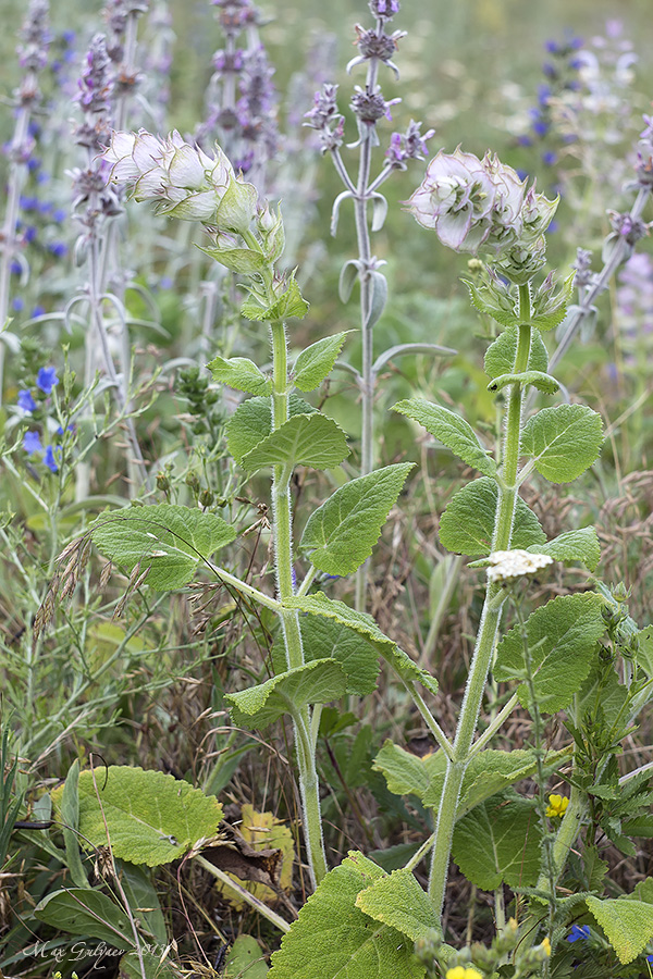 Изображение особи Salvia sclarea.