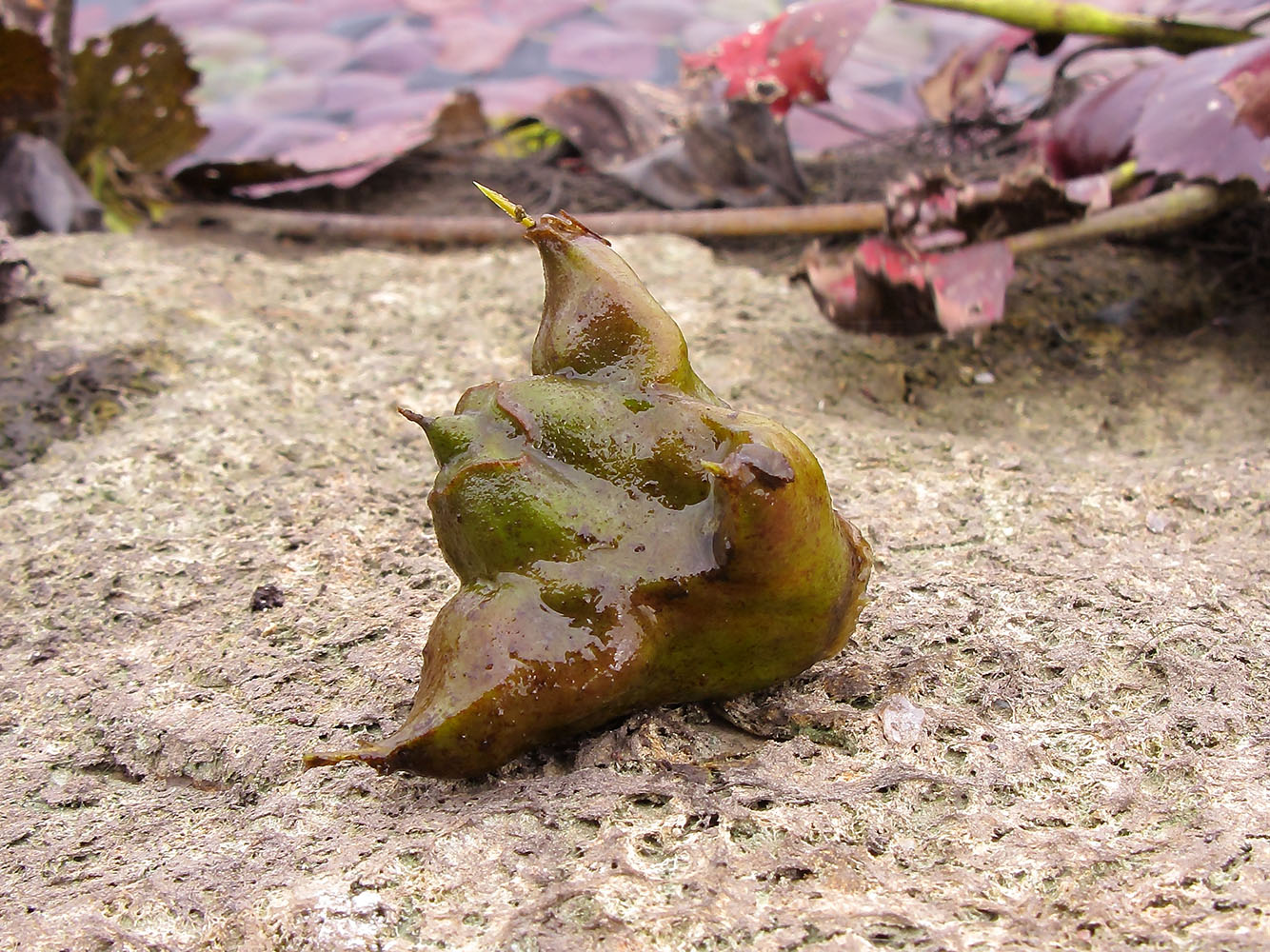 Image of Trapa maeotica specimen.