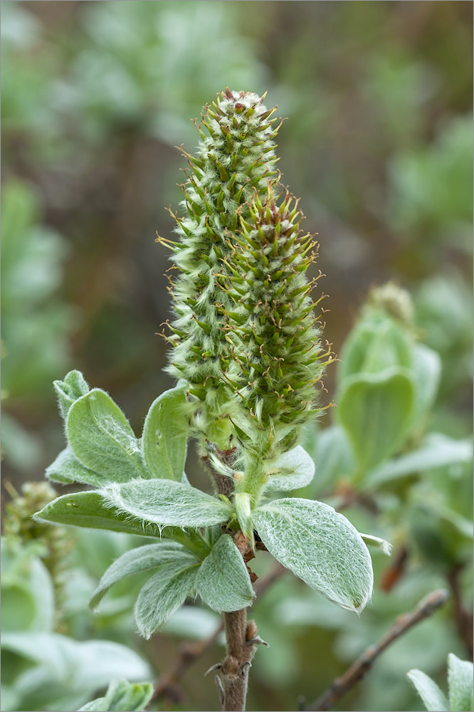 Image of Salix lanata specimen.