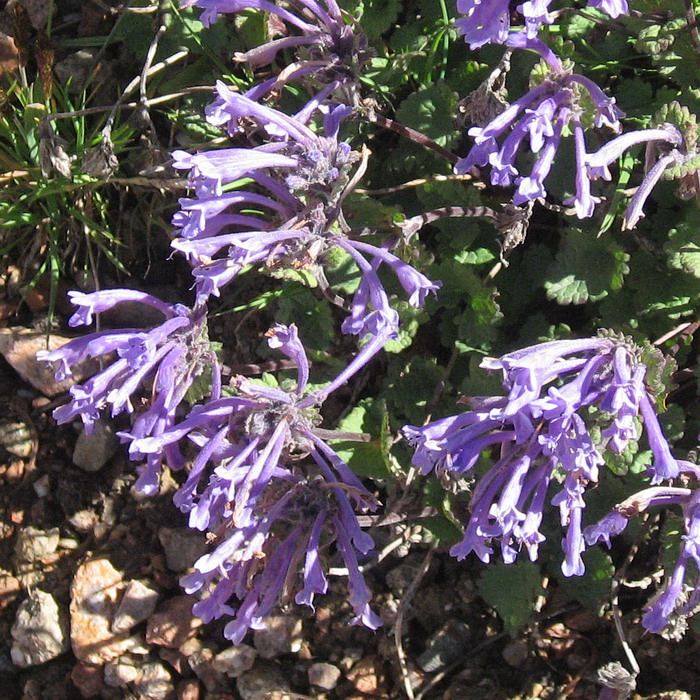 Image of Dracocephalum laniflorum specimen.