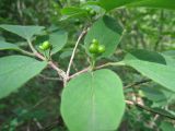 Lonicera xylosteum