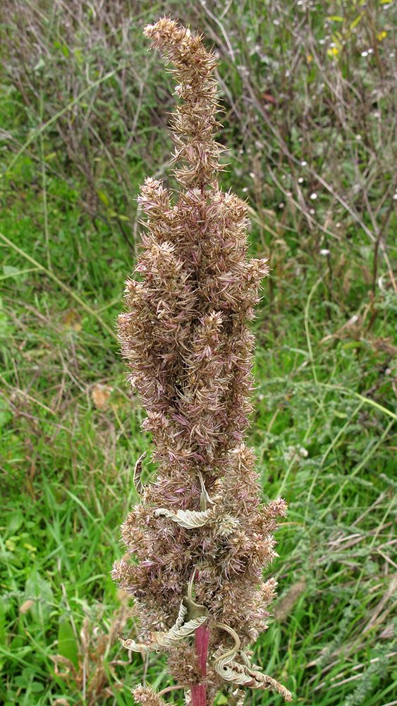 Изображение особи Amaranthus retroflexus.