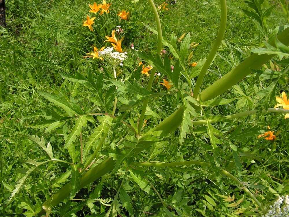 Image of Pleurospermum uralense specimen.