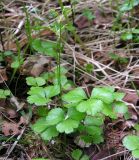 Coptis trifolia