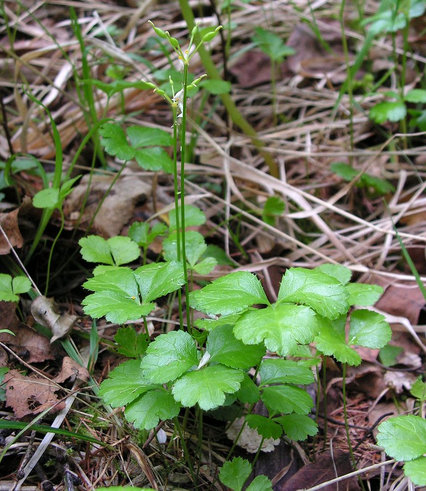 Изображение особи Coptis trifolia.