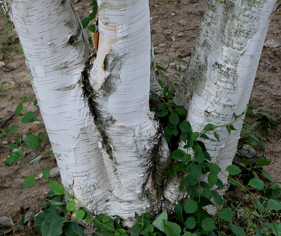 Image of Betula utilis var. jacquemontii specimen.