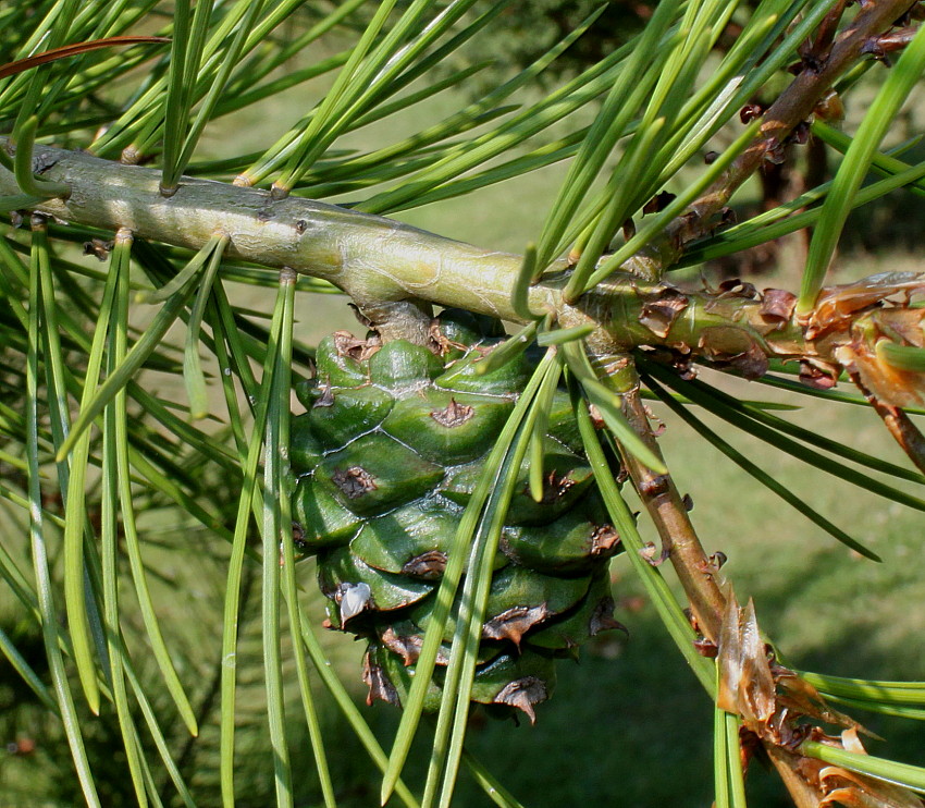 Изображение особи Pinus bungeana.