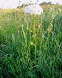 Daucus carota