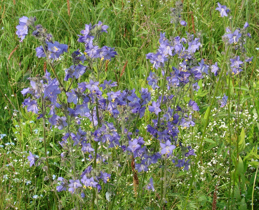 Image of Polemonium caeruleum specimen.