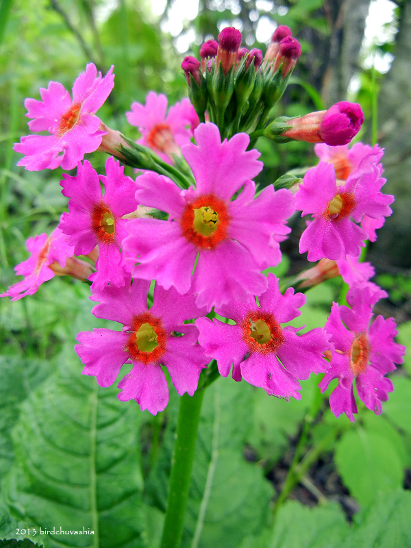 Image of Primula japonica specimen.