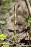 Equisetum pratense