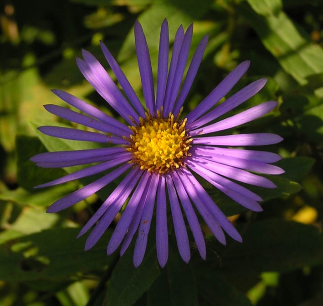 Изображение особи Aster maackii.