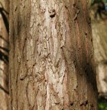 Cunninghamia lanceolata. Средняя часть ствола. Германия, г. Дюссельдорф, Ботанический сад университета. 10.03.2014.