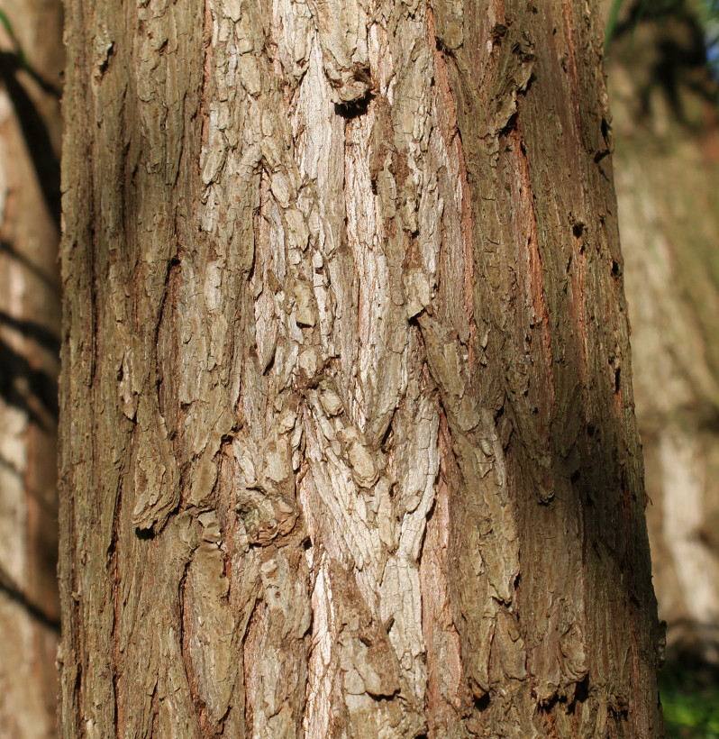 Изображение особи Cunninghamia lanceolata.