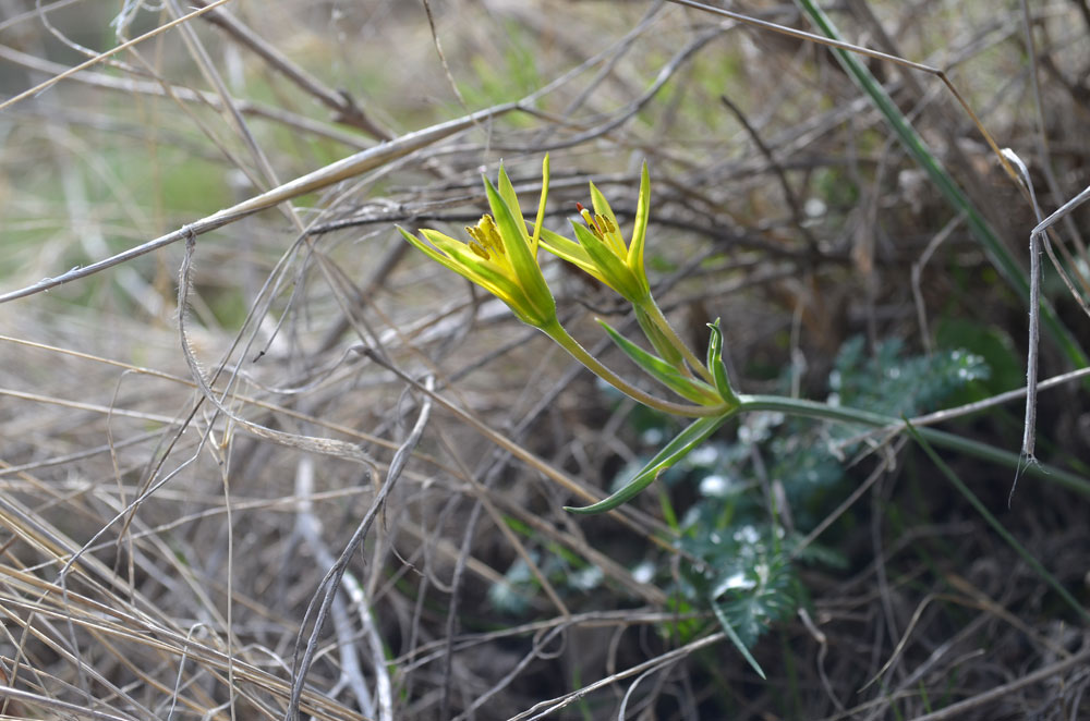 Image of genus Gagea specimen.