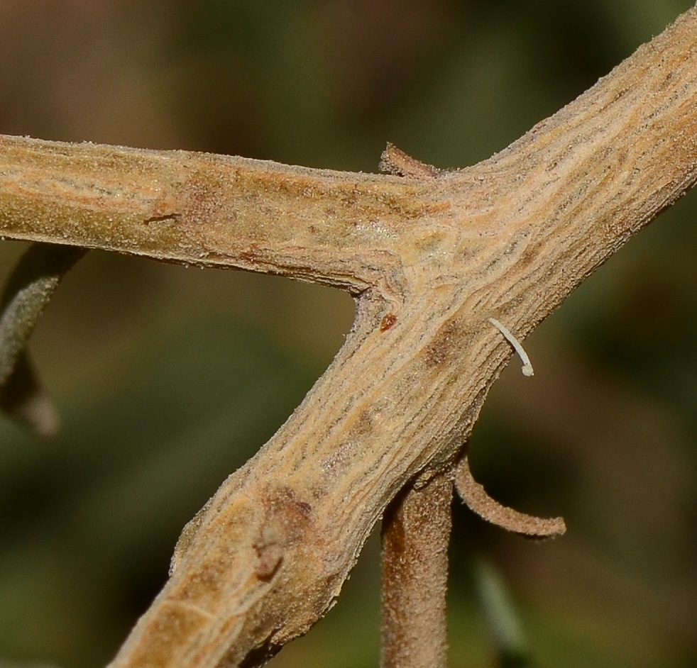 Image of Eremophila maculata specimen.