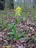 Primula veris