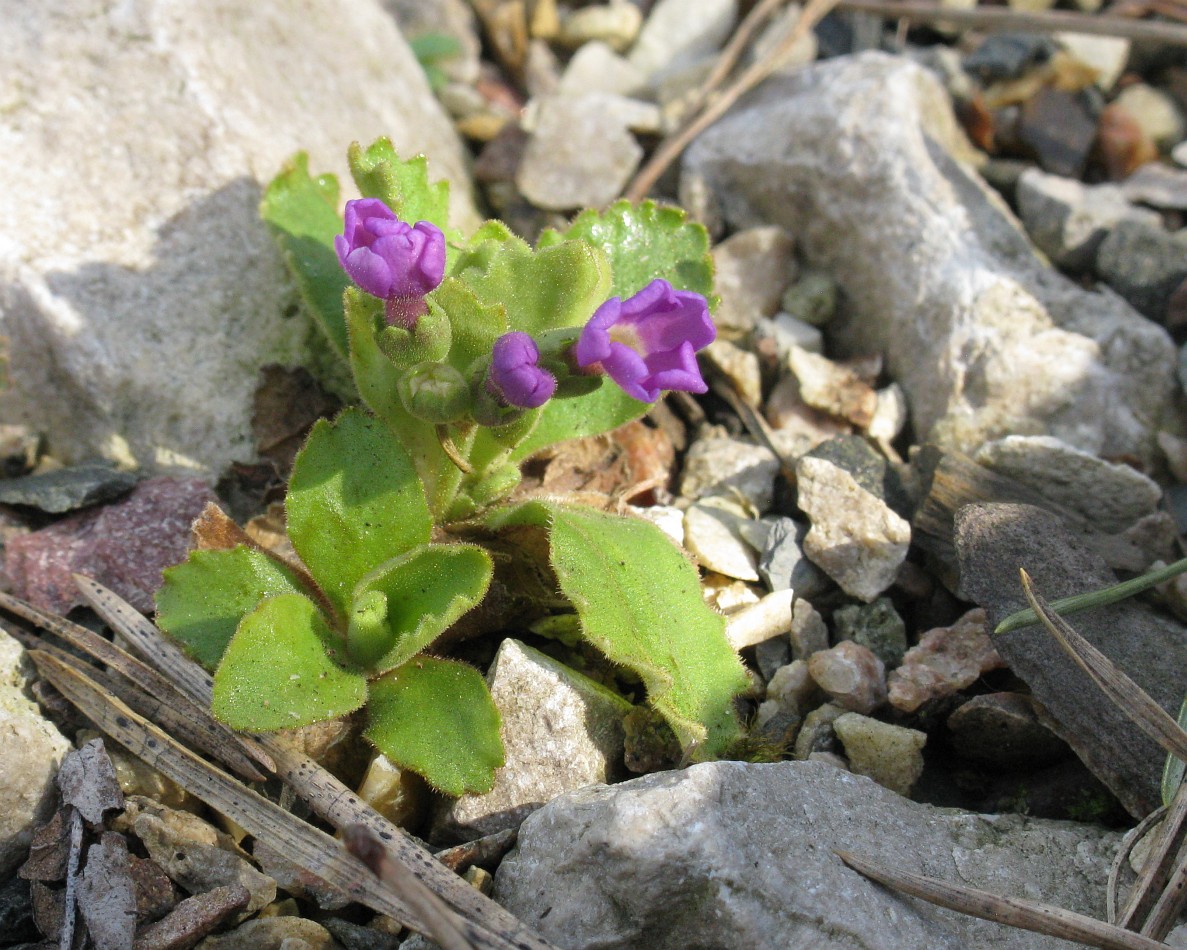 Изображение особи Primula daonensis.