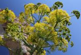 Ferula communis. Соцветие. Греция, п-ов Пелопоннес, о. Монемвасия, соединённый с Пелопоннесом дамбой. 03.04.2014.