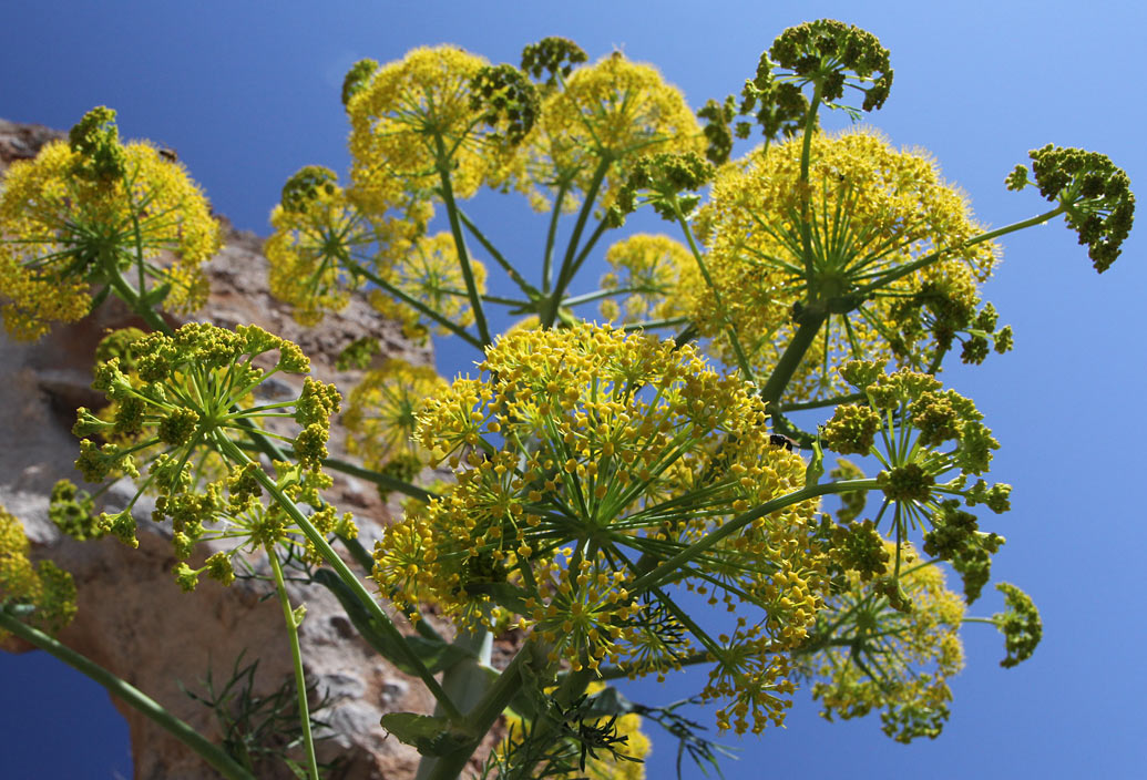 Изображение особи Ferula communis.