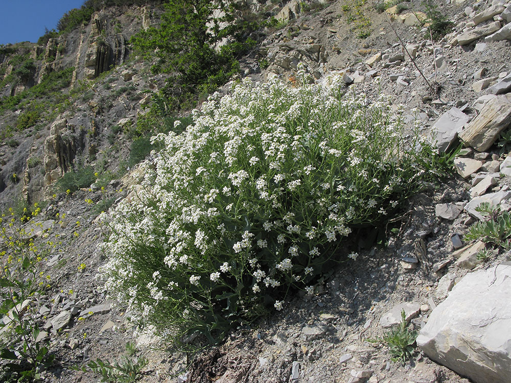 Изображение особи Crambe maritima.