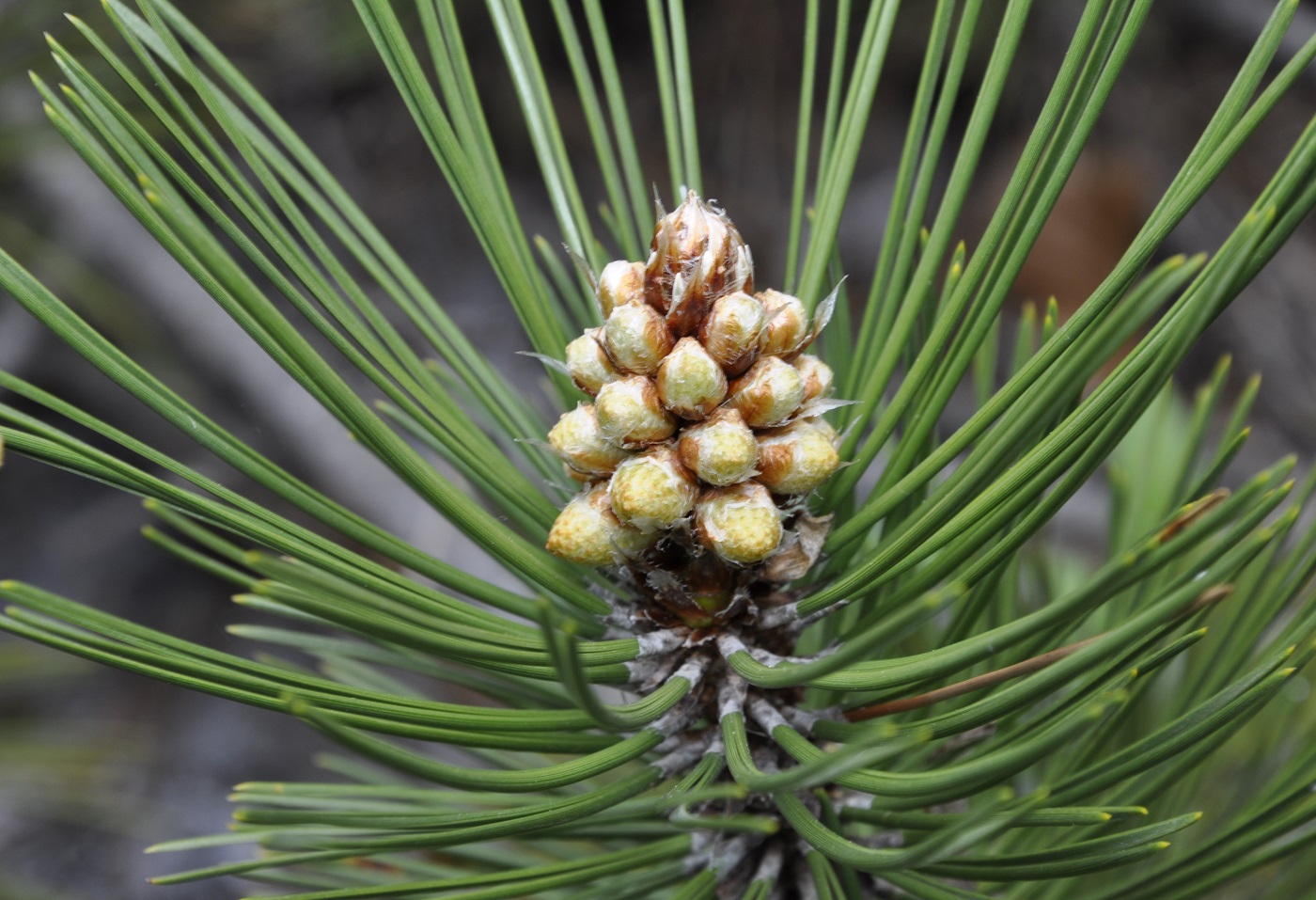 Изображение особи Pinus pallasiana.