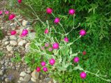 Lychnis coronaria