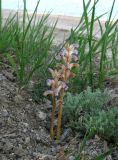 Orobanche cumana. Цветущие растения, паразитирующие на Artemisia sp. Крым, окр. Феодосии, Курортное, обочина грунтовой дороги, идущей вдоль пляжа. 21 мая 2014 г.