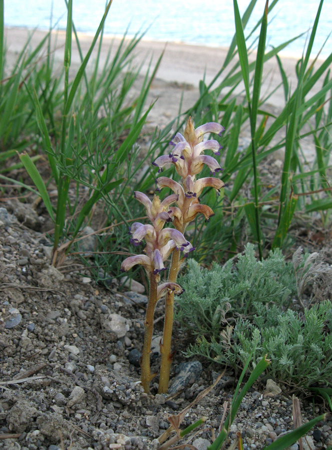 Image of Orobanche cumana specimen.