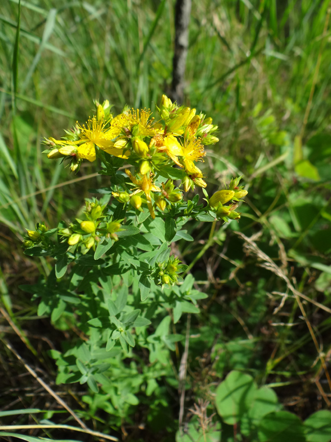 Image of Hypericum perforatum specimen.