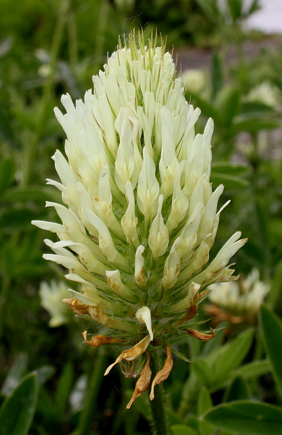 Изображение особи Trifolium ochroleucon.