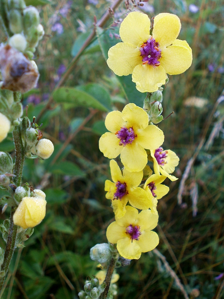 Image of Verbascum marschallianum specimen.