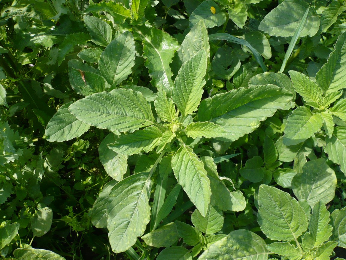 Image of Amaranthus retroflexus specimen.