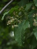 Acer tataricum